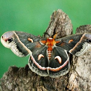 The cecropia moth is North America’s largest native moth, with a wingspan up to 6 inches. The cecropia has no mouth and does not feed. It eats only as a caterpillar and lives its brief adult life solely to reproduce. Note the feathery antennae. Leaving outdoor lights on at night can be detrimental to cecropia moths. (Betty Hall Photography)
