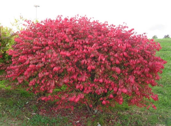 The burning bush is gorgeous, but you not know the danger - The Advocate-Messenger | The Advocate-Messenger