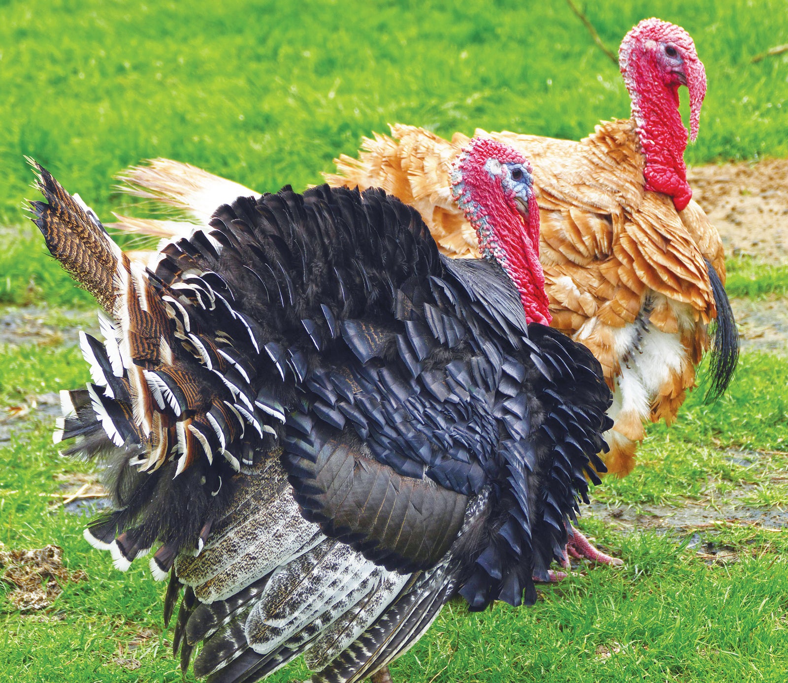 Giving thanks for interesting turkey facts - The Advocate-Messenger | The  Advocate-Messenger