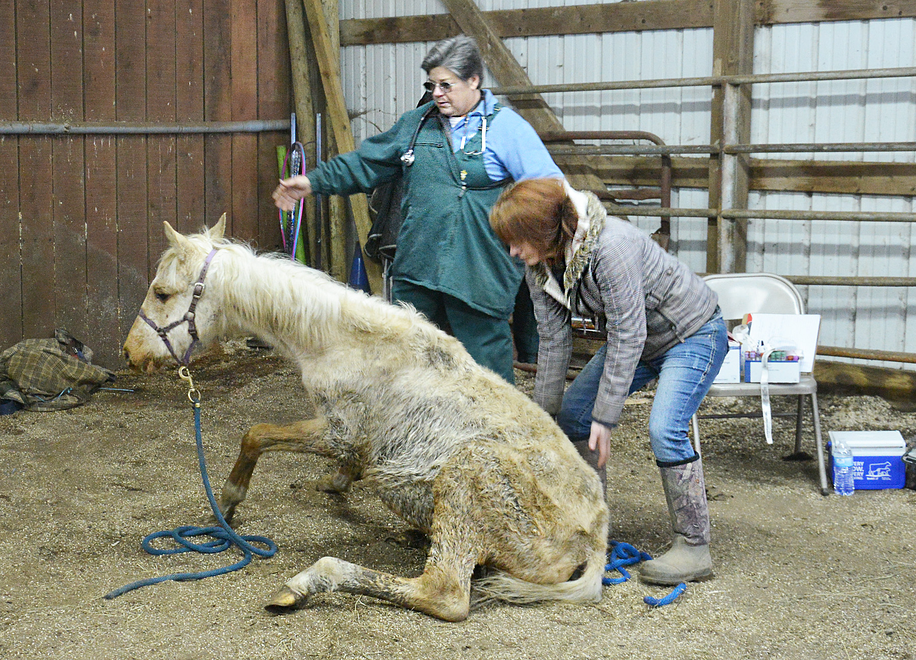 Second woman arrested after more neglected horses found in Boyle County