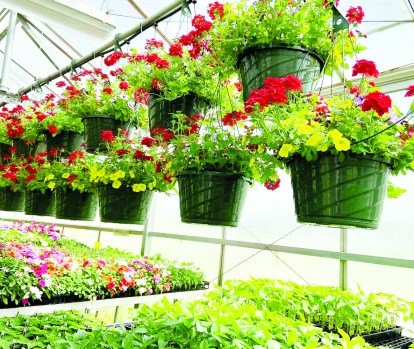 FFA greenhouse is open for business The AdvocateMessenger The