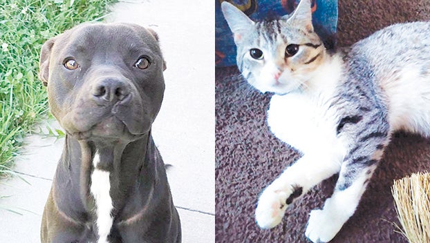 Pets of the week: Rocky the dog and Shylo the cat – The Advocate-Messenger