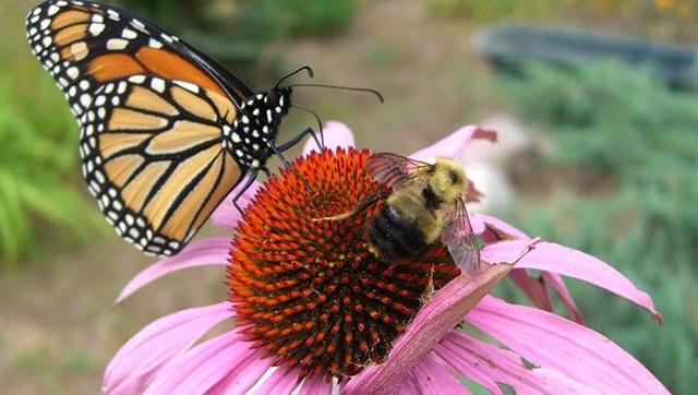 KYTC increasing pollinators along state roads